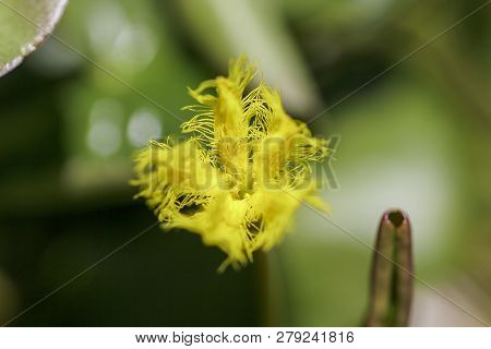 Nymphoides Indica Is A Small Water Float.
