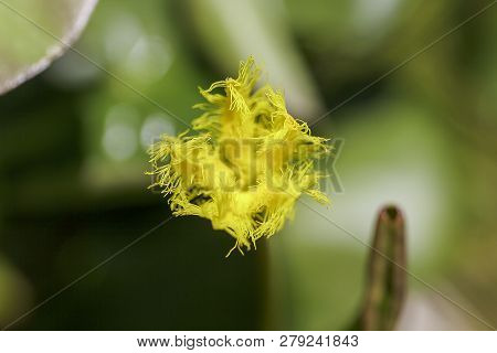 Nymphoides Indica Is A Small Water Float.