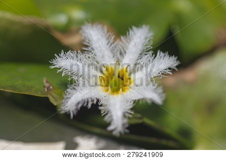 Nymphoides Indica Is A Small Water Float.