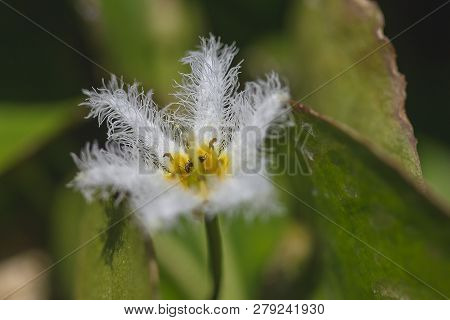 Nymphoides Indica Is A Small Water Float.