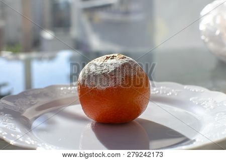 Rotten Citrus. Penicillium Mold On A Mandarin Fruit. Microscopic Fungi Producing Penicillin Antibiot