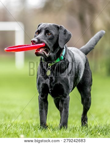 A Young Black Labrador In A Rainbow Collar Holding A Frisby. A Black Dog In A Park, Countryside Mead