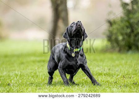Young Black Labrador Seeing Something To Catch. Maybe A Ball Or Frisby.  A Black Dog In A Park, Coun