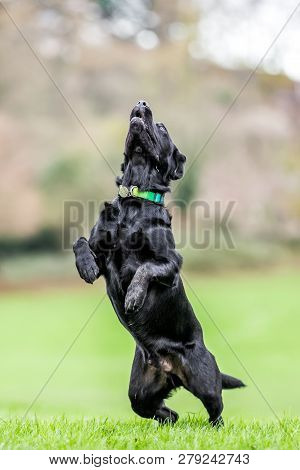 Young Black Labrador Seeing Something To Chase. Maybe A Ball Or Frisby  A Black Dog In A Park, Count