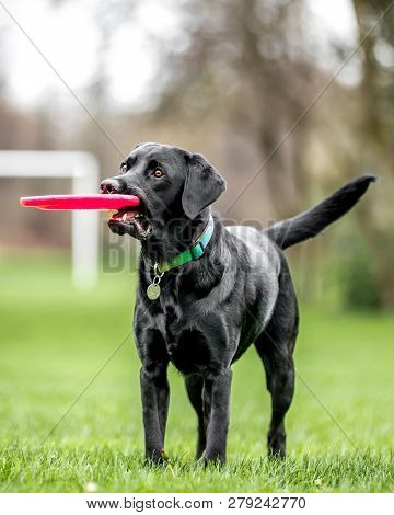 A Young Black Labrador In A Rainbow Collar Holding A Frisby. A Black Dog In A Park, Countryside Mead