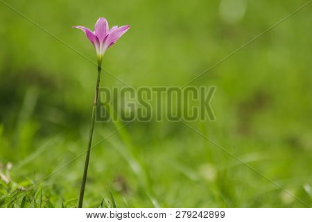 Zephyranthes Minuta In Nature With Pink Flowers