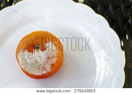 Rotten Citrus. Penicillium Mold On A Mandarin Fruit. Microscopic Fungi Producing Penicillin Antibiot