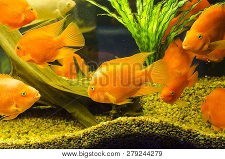 Tropical Aquarium Fish Gold Severum Cichlid On A Water Plants Background