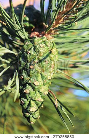 Closeup View Of A Green Pine Cone In Summer