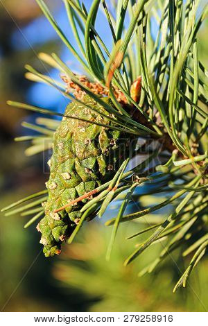 Closeup View Of A Scots Pine Cone In Summer