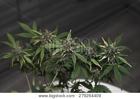 Young Marijuana Bush With Crystallized Flowering Buds. Dov