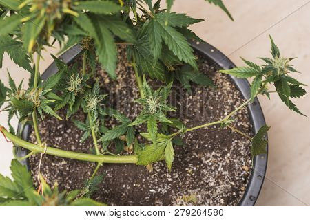 Young Marijuana Bush With Crystallized Flowering Buds. Dov