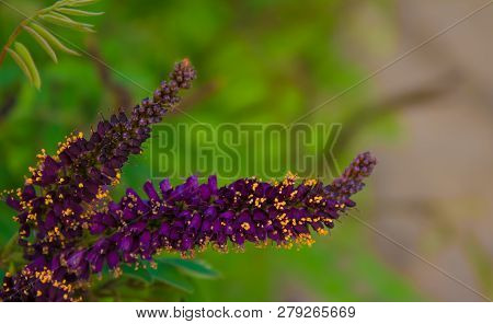 A Bright Buddle Inflorescence In The Spring.