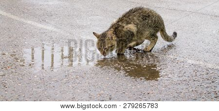 The Homeless Cat Is Drinking Water From A Puddle After The Rain.