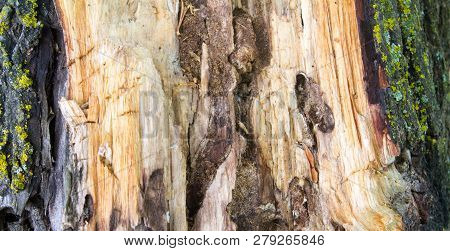 Moss On The Damaged Bark Of A Tree