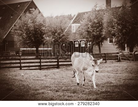 Cow On Green Meadow Of Old Dutch Farm. Holand, Netherlands . Image In Sepia Color Style