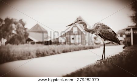 Wild Bird Near Channel In A Dutch Farm, Netherlands . Image In Sepia Color Style