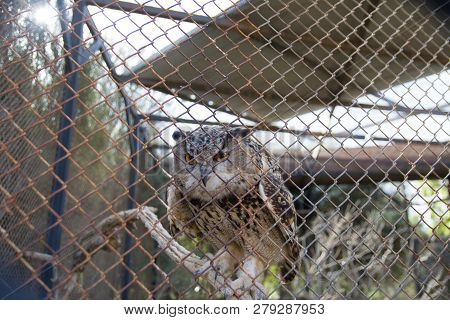 Barred Eagle-owl In The Zoo. Selective Focus.