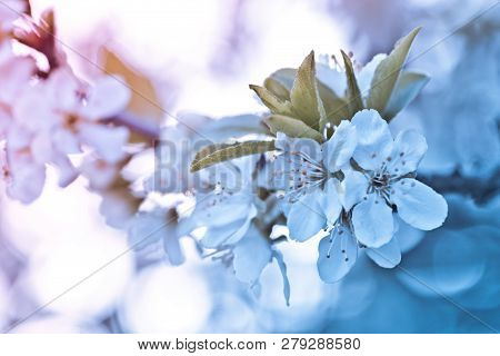 Vintage Background Little Flowers, Nature Beautiful, Toning Design Spring Nature, Sun Plants