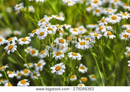 Flower Fullness, Flowers Of The Balsam Herb (balsamita Major)
