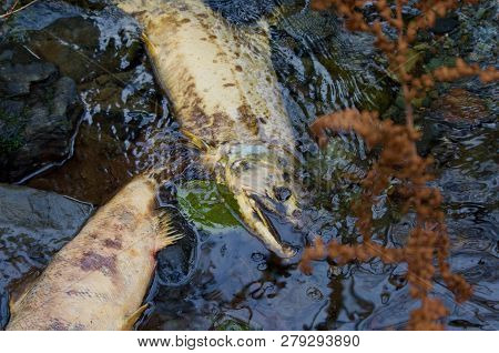 Two Large Chum Salmon Decaying In The Shallows Of Goldstream River, Vancouver Island, Framed By A Br