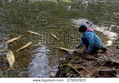 Goldstream Provincial Park, British Columbia, November 13, 2018: Young Girl Pokes A Dead Chum Salmon