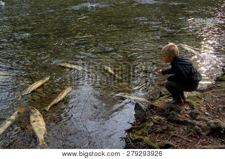 Goldstream Provincial Park, British Columbia, November 13, 2018: Blond Boy Squats By The River And P
