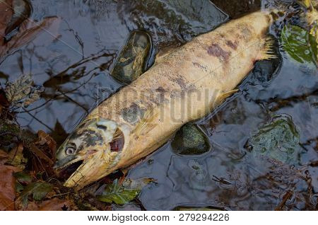 A Female Chum Salmon Decays In The Shallows After Spawning In Goldstream River, Vancouver Island.