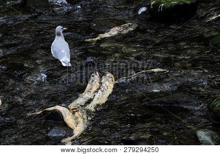 A Seagull Stands Midstream Between Several Dead Chum Salmon In Goldstream River, Vancouver Island, B