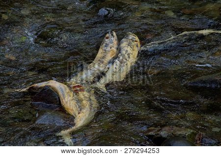Beauty In Death. Colorful Bodies Of Dead Chum Salmon In Goldstream River, Vancouver Island, British 