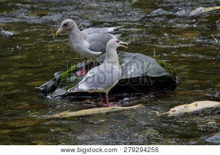 Adult Glaucus Winged Gulls Show Interest In A Chum Salmon Carcass, Goldstream River, Vancouver Islan