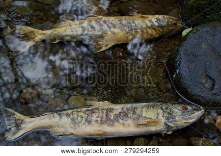 Two Decaying Chum Salmon Lie Among The Stones In A Quiet Pool During The Salmon Run In Goldstream Ri