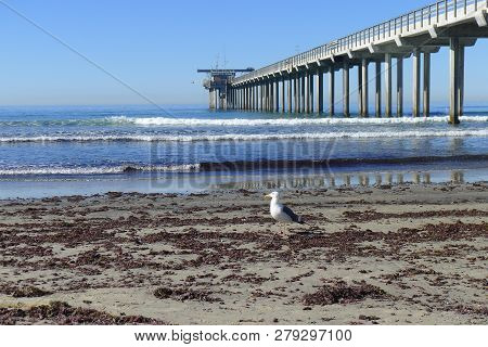Ellen Browning Scripps Memorial Pier And Western Gull