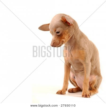 Toi doggy