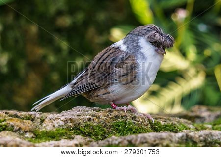 Gloster Canary Exotic Birds And Animals In Wildlife In Natural Setting.
