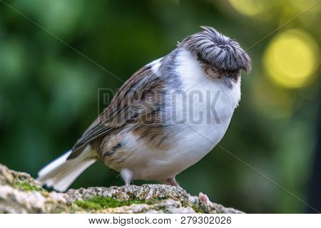 Gloster Canary Exotic Birds And Animals In Wildlife In Natural Setting.