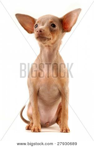 Toi doggy