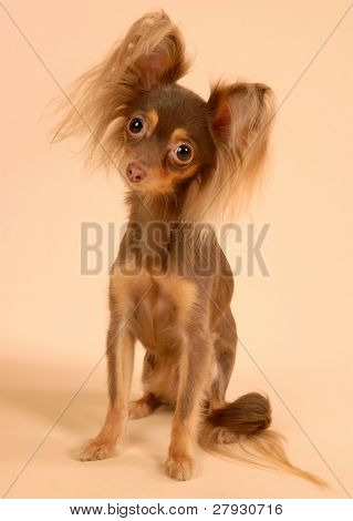 Toi doggy