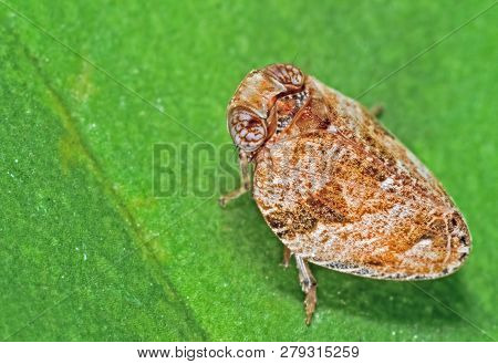 Macro Photography Of Planthopper On Green Leaf
