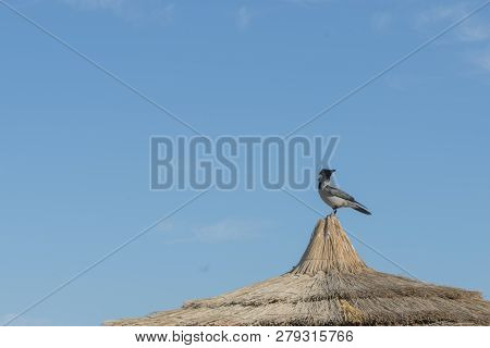 A Crow Sitting On The Roof Of The House. Crow On The Thatched Roof.