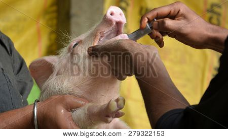 A Man Holding A White Color Domesticated Piggy, Piglet ( Sus Scrofa Domesticus ), Large White Yorksh