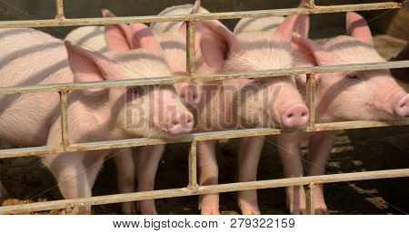 Close Up Of Some White Color Domesticated Piggy, Piglet ( Sus Scrofa Domesticus ), Large White Yorks