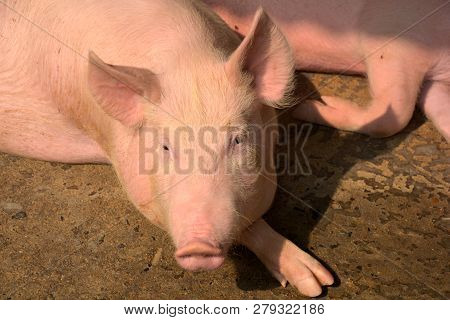 A White Color Domesticated Piggy, Piglet ( Sus Scrofa Domesticus ), Large White Yorkshire Pig In A P