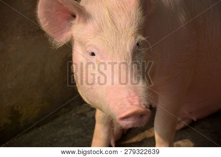 A White Color Domesticated Piggy, Piglet ( Sus Scrofa Domesticus ), Large White Yorkshire Pig In A P
