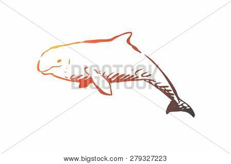Beluga, Sea, Water, Wildlife, Hausen Concept. Hand Drawn Beluga Swimming In The Ocean Concept Sketch