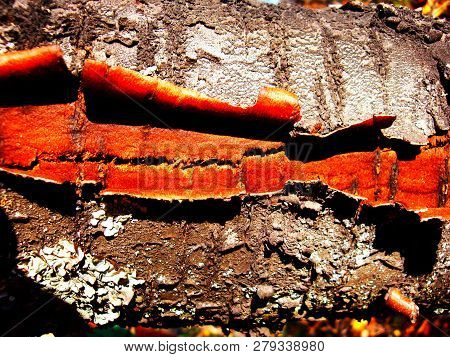 Old Part Of The Tree Trunk On Which A Part Of The Bark Has Burst And A Part Of The Crust Has Been Re