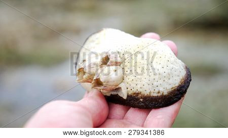 Close Up, Hand Holding Seashell Found On Coast During Low Tide