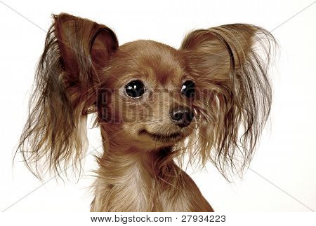Toi doggy