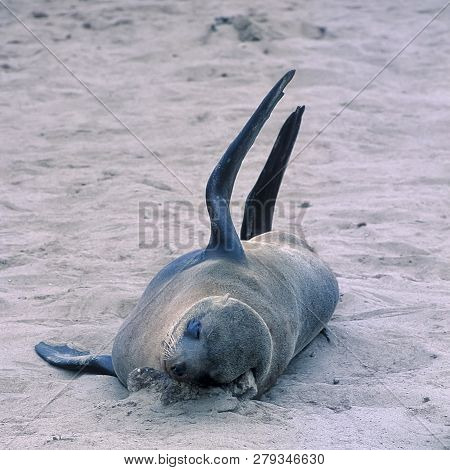 Cape Fur Seal, (arctocephalus Pusillus), Africa, Namibia, Erongo, Cape Cross