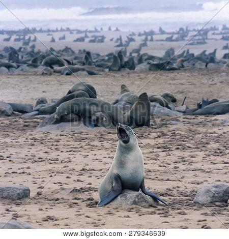 Cape Fur Seal, (arctocephalus Pusillus), Africa, Namibia, Erongo, Cape Cross
